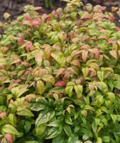 Dwarf Nandina Plant 2.5 inch Pot - Heavenly Bamboo Ornamental Shrub
