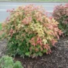 Dwarf Nandina Set - 2.5 Inch Pot - Compact Shrub