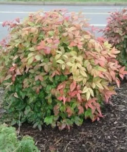 Dwarf Nandina Set - 2.5 Inch Pot - Compact Shrub