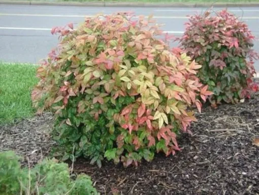 Dwarf Nandina Set - 2.5 Inch Pot - Compact Shrub