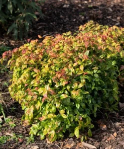Dwarf Nandina Set - 2.5 Inch Pot - Compact Shrub