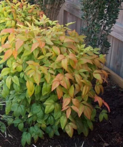 Dwarf Nandina Set - 2.5 Inch Pot - Compact Shrub