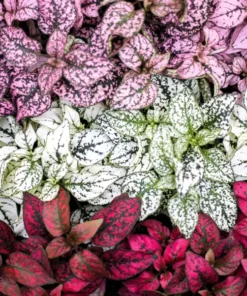 Dwarf Polka Dot Plant Seeds - Hypoestes - 30 Seeds - Free Shipping