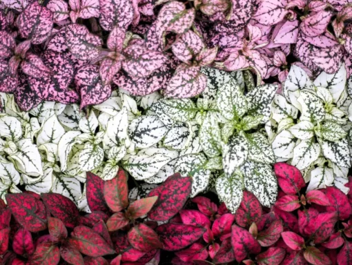 Dwarf Polka Dot Plant Seeds - Hypoestes - 30 Seeds - Free Shipping
