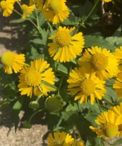 Yellow Sneezeweed Seeds - Helenium Autumnale - 100 Seeds - 2025 Crop
