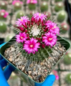Mammillaria Spinosissima Cactus - Live Plant 4 Inch Pot Fully Rooted