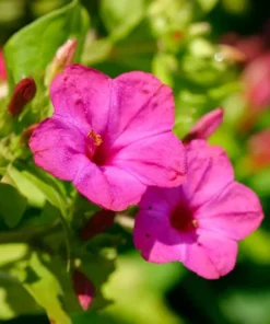 Four O' Clock Seeds Pink - Annual/Perennial Marvel of Peru Flower Seeds