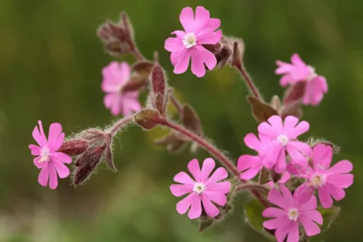English Maiden Seeds 100+ Silene dioica Wildflower Seeds Free Ship