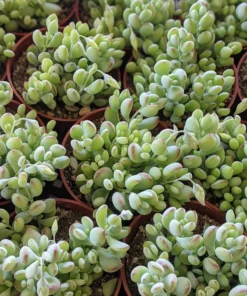 Cotyledon Pendens Trailing Succulent Live Plant Pink Accent