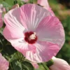 Hibiscus Luna Pink Swirl Starter Plant 6-8 inch Live Hardy Hibiscus