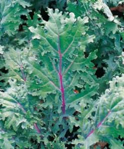 Kale Seeds Mix - Green and Red Variety - 200 Seeds for Garden Planting