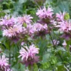 Bee Balm Seeds Wild Bergamot Monarda - Purple Shades - 100 Seeds