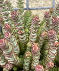 Baby Necklace Succulent Plant - Live Succulent - Easy Care Indoor Plant