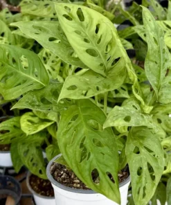 Monstera Adansonii Swiss Cheese Plant Live Plant 4 Inch Pot