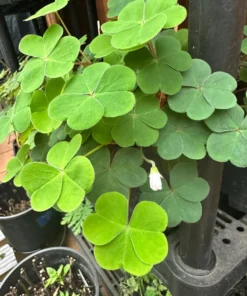 Shamrock Plant Live Green Oxalis - 4 Inch Pot - Lucky Indoor Plant