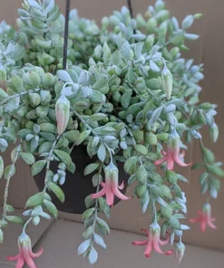 Cotyledon Pendens Trailing Succulent Live Plant Pink Accent