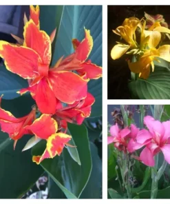 Canna Lily Seeds - Mixed Colors, Red, Yellow, Pink - 20 Seeds