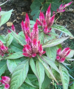 Flamingo Feather Celosia Spicata Seeds - Magenta Wheat Flower - 200 Seeds