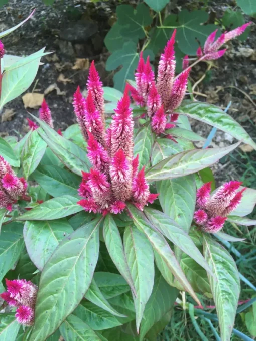 Flamingo Feather Celosia Spicata Seeds - Magenta Wheat Flower - 200 Seeds