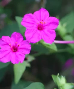 Four O' Clock Seeds Pink - Annual/Perennial Marvel of Peru Flower Seeds
