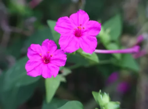 Four O' Clock Seeds Pink - Annual/Perennial Marvel of Peru Flower Seeds