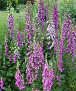 Foxglove Seeds Digitalis Purpurea - 1000 Seeds - Pink & Purple Shades