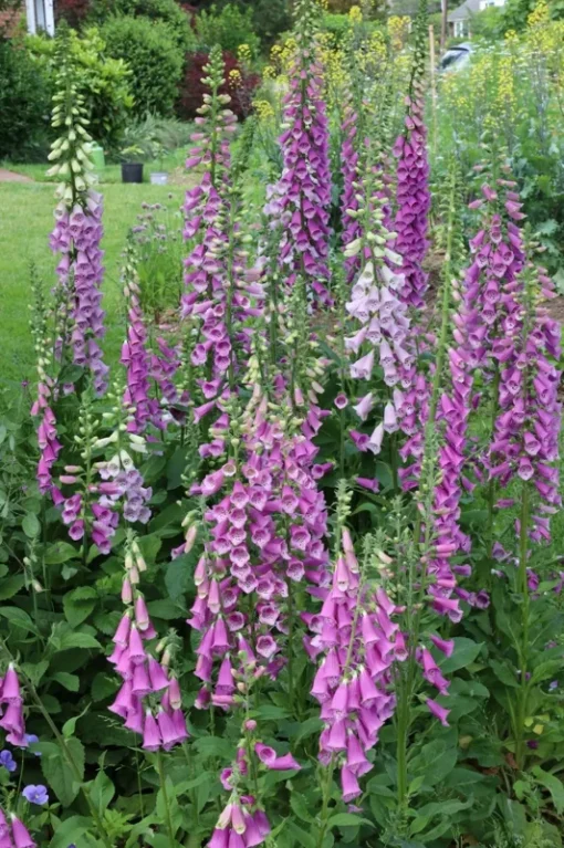 Foxglove Seeds Digitalis Purpurea - 1000 Seeds - Pink & Purple Shades