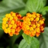 Lantana Orange Plant Set - Two 4-inch Pots - Outdoor Garden Plants