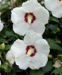 White Rose of Sharon Red Heart Seeds - 40 Count - Ornamental Shrub