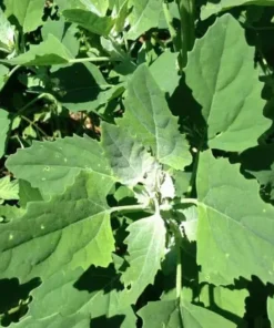 Lambs Quarter Seeds - Wild Spinach Goosefoot - 400+ Seeds