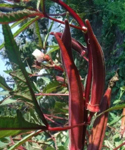 Burgundy Okra Seeds 40 Count - Heirloom Variety - Free Shipping