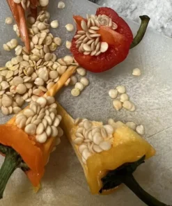 Sweet Mini Pepper Seeds - 25 Orange Lunchbox Snack Peppers for Home Garden