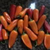 Sweet Mini Pepper Seeds - 25 Orange Lunchbox Snack Peppers for Home Garden