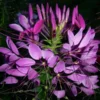 Cleome Seeds - 100+ Mixed Color Flower Seeds - Garden Planting
