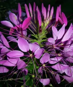 Cleome Seeds - 100+ Mixed Color Flower Seeds - Garden Planting