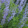 Blue False Indigo Seeds - Baptisia australis - 40+ Seeds - Perennial Flower