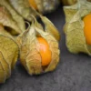 Physalis Peruviana Seeds: Golden Ground Cherry Hawaiian Giant Poha Berry
