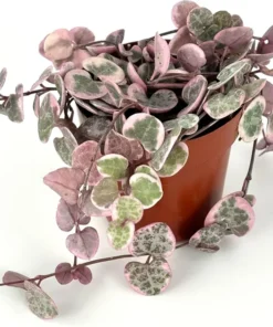 Variegated String of Hearts Succulent - 4 or 6 Inch Potted Plant