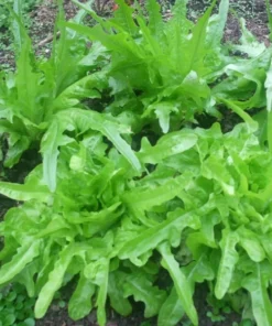Oak Leaf Lettuce Seeds - 300 Seeds - Free Shipping - Garden Vegetable