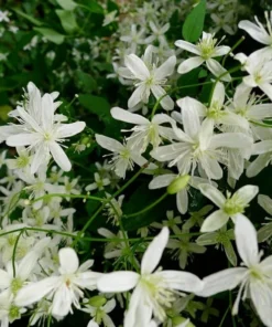Sweet Autumn Clematis Vine - Fragrant White Flowers - 4 inch Pot - Climbing