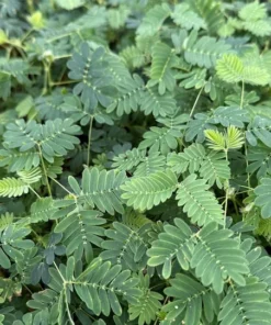 Sensitive Plant Mimosa Pudica Touch-Me-Not Live Plant 4 Inch Pot
