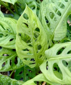 Monstera Adansonii Swiss Cheese Plant Live Plant 4 Inch Pot