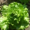 Reine des Glaces Lettuce Seeds - Ice Queen Crisphead Lettuce - 200 Seeds