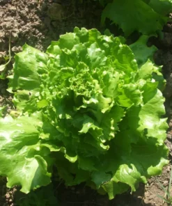 Reine des Glaces Lettuce Seeds - Ice Queen Crisphead Lettuce - 200 Seeds
