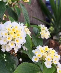 Lantana Trailing White Set - Two 4 Inch Potted Outdoor Plants