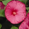 Hibiscus Luna Rose Starter Plant 6-8 inch Live Hardy Hibiscus