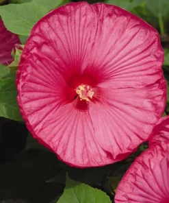 Hibiscus Luna Rose Starter Plant 6-8 inch Live Hardy Hibiscus