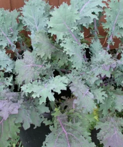 Napa Michihili Cabbage & Russian Red Kale Seeds - 200 Seed Pack
