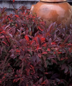 Henry’s Garnet Virginia Sweetspire Shrub 6-12 Inch 4-inch Pot