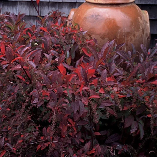 Henry’s Garnet Virginia Sweetspire Shrub 6-12 Inch 4-inch Pot